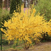 Forsycja pośrednia WEEK-END Courtalyn Złoty deszcz