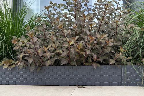 Palisada RATTAN 80 cm antracyt (athracite) na Arena.pl