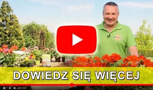 OBORNIK GRANULOWANY KURZY 19kg NATURALNY NAWÓZ ORGANICZNY 31L EKO na Arena.pl