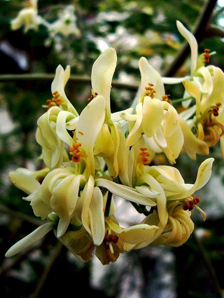 MEDICA MORINGA OLEIFERA niedobory witamin mikroelementów SERCE WYTRZYMAŁOŚĆ zdjęcie 2