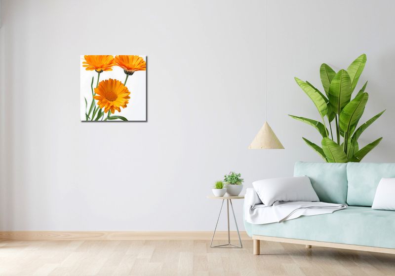 Obraz 50x50cm Słoneczne Kalendule zdjęcie 2