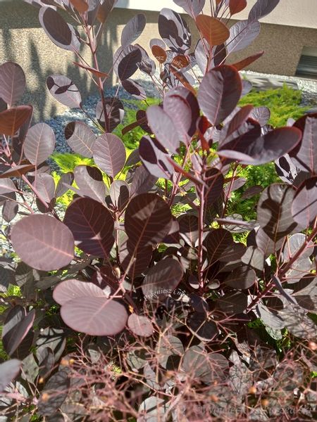 Perukowiec Lilla karłowa odmiana zdjęcie 5