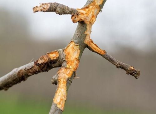 koro-derma maść ogrodnicza w butelce z aplikatorem 150g na Arena.pl