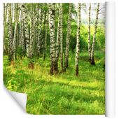 Fototapeta Las Brzozowy NATURA Drzewa do Salonu 90x60