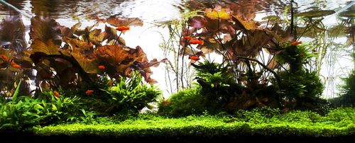 Yokuchi Ishiko Plant Mineral Specjalistyczna Miesz na Arena.pl