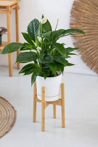 Kwietnik stojący REGULOWANY 25-36 drewniany stojak na kwiaty rośliny NEST na Arena.pl