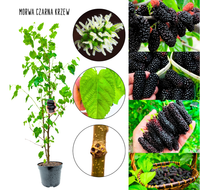 Morwa Czarna KRZEW idealna na soki 100-150 cm