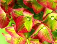 Hortensja ogrodowa GREEN SHADOW KWITNIE CO ROKU