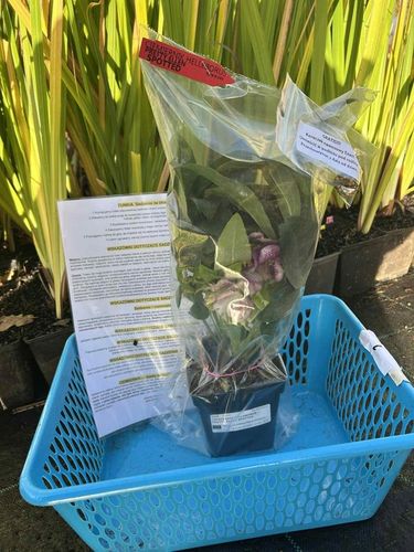 CIEMIERNIK HELLEBORUS DOUBLE ELLEN PICOTEE sadzonka 2 letnia doniczka na Arena.pl