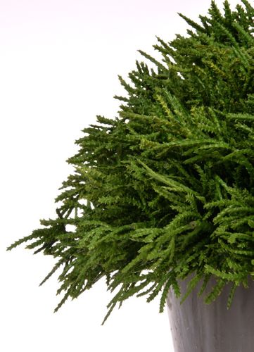 Kula w doniczce 28 cm # na Arena.pl