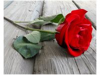 40X50CM RÓŻA DESKACH OBRAZ