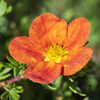 Pięciornik krzewiasty RED ACE Czerwony Na suche gleby Rabaty Sadzonki