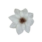 Clematis wyrobowy 24 szt kremowy