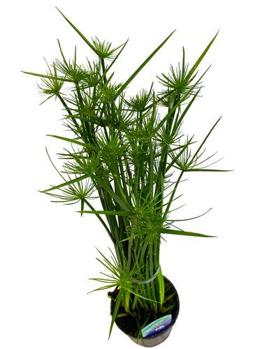 CIBORA (Cyperus haspan) Papirus 50cm na Arena.pl