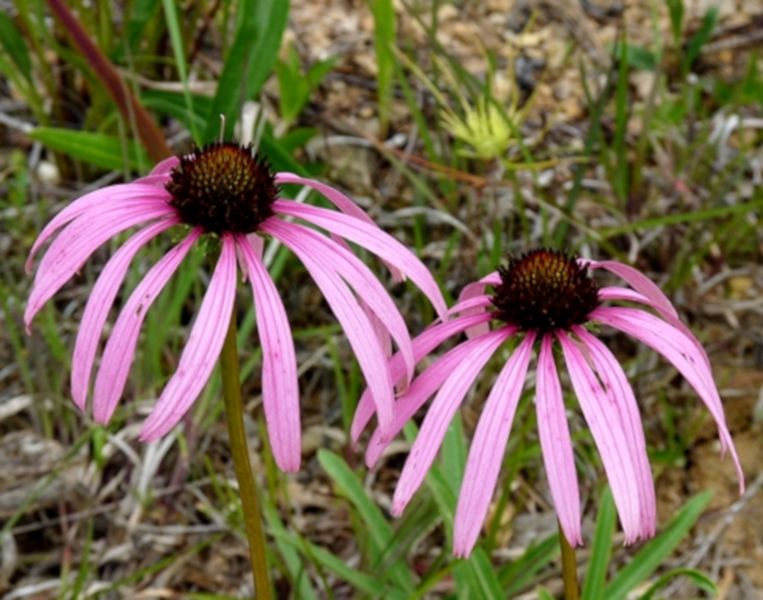 JEŻÓWKA SIMULATA - sadzonki w doniczkach zdjęcie 3