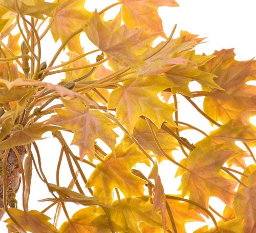 Drzewko bonsai jesienne na Arena.pl