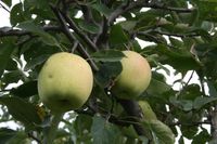 JABŁOŃ KOSZTELA stara odmiana smak dzieciństwa - sadzonki 110 / 140 cm