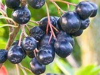 Aronia śliwolistna NERO Na soki Przetwory Sadzonki w doniczkach 1L