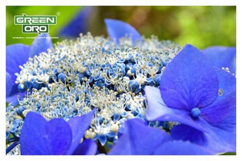 Nawóz do Hortensji Rododendronów Borówki Azalii Magnolii 5kg 100 dni na Arena.pl