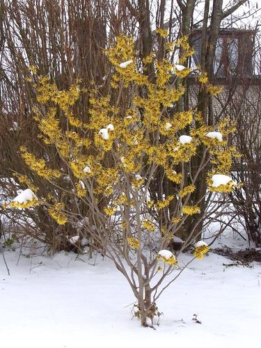 Oczar pośredni Westerstede C2 na Arena.pl