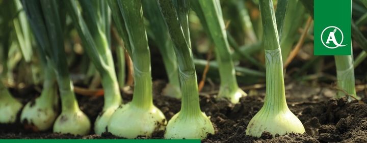 ŚRODEK GRZYBOBÓJCZY OPRYSK SCORPION 325 SC 500ML PARCH ZGNILIZNA PLEŚŃ zdjęcie 11