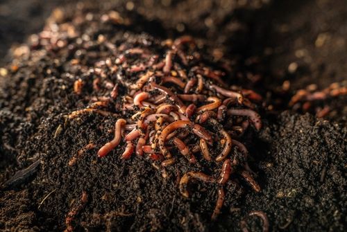 Wermikompost Naturalny NAWÓZ uniwersalny 50L BIOHUMUS do warzyw ziemia na Arena.pl