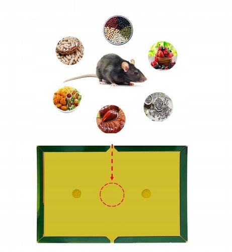 Zestaw 100 Lep na Myszy Szczury Myszołapka Mocna Łapka Silny Klej na Arena.pl