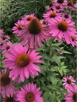 JEŻÓWKA Rubinstern Ruby Star - sadzonki w don. !!!