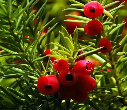 Cis pospolity duża sadzonka na Arena.pl