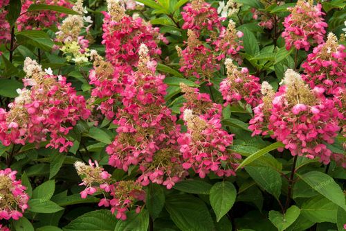 Hortensja bukietowa 'Candlelight' (Hydrangea paniculata) Doniczka 2.0L na Arena.pl