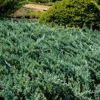 Jałowiec płożący BLUE CHIP Niebieski dywan Na skarpy Sadzonki P9