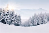 Fototapeta Zimowy Las ŚNIEG Natura do Sypialni 368cm x 254cm