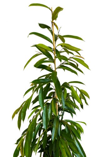 FIKUS (FICUS) AMSTEL KING 150 cm na Arena.pl