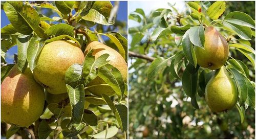 Grusza KlAPSA - FAWORYTKA GIGANTYCZNE owoce na Arena.pl