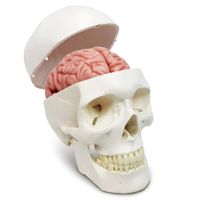Model ludzkiej czaszki i mózgu 11 części anatomiczna replika do nauki
