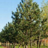 SADZONKI SOSNY CZARNEJ SOSNA CZARNA 10 SZT MROZOODPORNA ZALESIANIE ŻYWOPŁOT