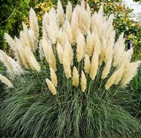 DUŻA Trawa pampasowa biała kremowa w doniczce P11 - Piękne Pióropusze