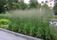 TRZĘŚLICA TRZCINOWA TRANSPARENT - sadzonki w don.