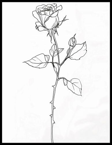 Plakat 50x65cm Kontur Róży na Arena.pl