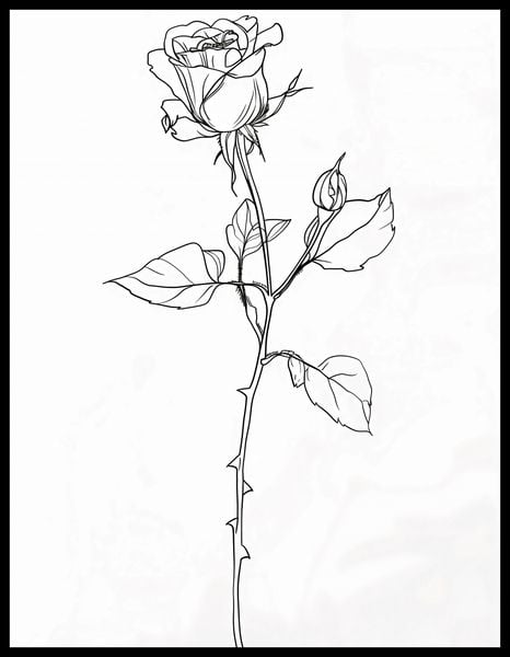 Plakat 50x65cm Kontur Róży zdjęcie 2