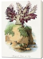 Obraz 70x100cm Koral Gąbczasty, Gervais Vintage do Salonu