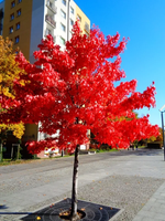 KLON czerwony - sadzonki 15 / 30 cm