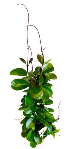 Hoya hoja AUSTRALIJSKA 65 cm na Arena.pl