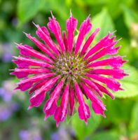 PYSZNOGŁÓWKA BALMY ROSE RÓŻOWA NEONOWA IKONA OGRODU