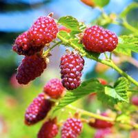 Malinojeżyna TAYBERRY