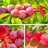 SADZONKI DRZEWKA OWOCOWE ŚLIWA BRZOSKWINIOWA BARDZO SOCZYSTA DUŻE