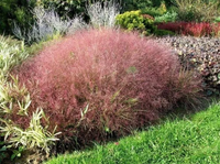 TRAWA Miłka Okazała - sadzonki 20 / 30 cm