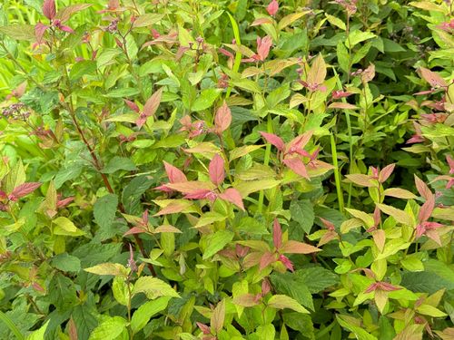 Tawuła japońska ‘Country Red’  Ciemnoróżowa (Spiraea japonica)  Poj. 2.0L na Arena.pl