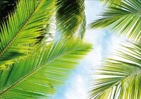 FOTOTAPETA Liście palmowe jasnozielone 200x130