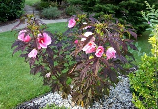 HIBISKUS bylinowy SUMMER STORM różowy hibiscus 2L na Arena.pl